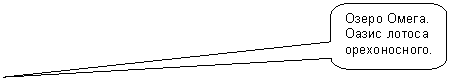 Скругленная прямоугольная выноска: Озеро Омега. Оазис лотоса орехоносного. 